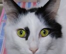 全宇宙に聞かれても良いという内容だけお聞きします お好きなことについて教えていただくこと、大歓迎です☆ イメージ1