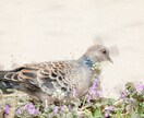 うちの子をふんわり可愛い水彩調のイラストにします 写真から、心温まる水彩アートへ。ペットとの思い出を永遠に イメージ8