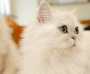 大切なペットの表情を自然な感じで撮影いたします 自然な感じで大切なペットは撮影致します イメージ1