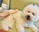 あなたの愛犬に合ったブラッシングをレクチャーします 経験豊富なトリマーによるお手入れオンラインレッスン イメージ2