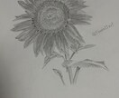 鉛筆でご依頼されたお花の絵を描きます 素人の模写作品です。本気で描かせていただきます。 イメージ4