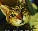 猫のオラクルカードでメッセージを届けます ネコ世界から届く愛と癒やしのスピリットメッセージ イメージ3