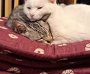 あなたの心の癒しになります 猫好きな方とお話できればいいな イメージ1