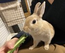 飼いたい人必見！うさぎさんとの生活をお伝えします 近年注目のペットであるうさぎさん。うさ飼いさんの暮らしとは？ イメージ4