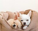 どんなお話でもしっかり聞きます 現役看護師に1分でも5分でも話してみませんか？❁⃘*.ﾟ イメージ1