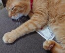 神聖な猫の力を借りて究極のニ択をします 只今お試し価格！時短ご希望の方サクサク占います！ イメージ4