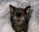 猫好きさん大歓迎！10匹と暮らすママがお話聞きます 愛猫の自慢・猫の悩み・猫ロス・雑談も大歓迎！1分100円から イメージ3