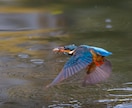 野鳥写真初心者の方へ、飛翔中の撮影を含めた野鳥撮影のテクニックをお教えします。 イメージ1