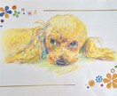 色鉛筆で大切なペットを描きます 記念日やプレゼントに！温かみのある絵を提供します♪ イメージ3
