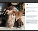 Instagramであなたの写真・動画を投稿します フォロワー30千人!犬がテーマのインスタグラムPRにオススメ イメージ2