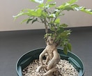 観葉植物などのちょっとした不調も気軽に相談乗ります 葉の変色や水やり方をグリーンアドバイザーがやさしく解決！ イメージ2