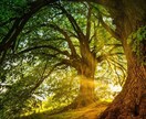 森羅万象、人、動物、植物、物などに残る魂を視ます 霊界と繋がり言葉をお伝えさせて頂きます。 イメージ2