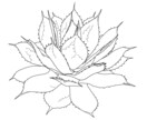 ビザールプランツ、多肉植物の線画イラスト描きます 植物のお写真から線画のイラストを描きます イメージ4