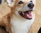 愛犬のしつけに悩んでいる！そんな時は、まず生活改善から。細かいアトバイス致します。お気軽にご相談を。 イメージ3