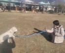 丁寧なカウンセリングとしつけアドバイスいたします わんちゃんのお悩みなんでもご相談ください。 イメージ2