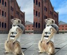 ペットのお写真綺麗に加工いたします ご家族との記念写真や遺影、リビングに飾るお写真にどうぞ イメージ2