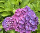 風景、花の画像提供します 風景、花、日常の写真提供します。 イメージ10