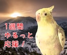 インコが1週間あなたに伴走してゆるっと応援します ダイエット、原稿、ココナラ活動、作業の進捗管理やモチベ上げ！ イメージ1