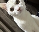 猫プロが撮った写真集あります 猫大好きな猫好き猫ままです!猫の写真提供 イメージ9