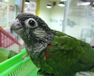 ウサギやフェレットなどのスモールペット飼育アドバイスいたします イメージ2