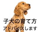 電話で子犬の育て方レッスン・アドバイスします 子犬のうちから、正しい知識を持って接することが重要です。 イメージ1