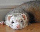ペットの気持ち、タロットで占います ルノルマンカードでペットのお悩み解決しませんか？ イメージ3