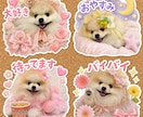 ペットの写真から小物付きの可愛いスタンプ作ります ペット写真から作る愛らしくらぶりぃで可愛いＬＩＮＥスタンプ イメージ1