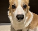話を聞いて欲しい方の話し相手になります 私と話すと元気になるとたくさんの方に言われてきました イメージ2