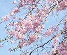 英語初心者の方の学習の悩み聞きます 子供が2人いる主婦です。英検一級TOEIC905点。 イメージ1