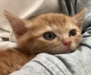 うちの子がいちばん！愛猫の自慢話聞きます 愛猫とのエピソード、特技、猫愛なんでもお話しください イメージ2