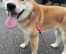 可愛い動物たちの動画素材提供します 写真でも動画でも！色々な動物の素材提供します！ イメージ7
