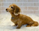 うちの子ワンちゃんお作りします 羊毛フェルトオーダーで愛犬をずっとそばに イメージ1