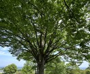 HSP気質ならではのお悩みやお困りごと受け止めます 和喫茶でゆっくりお茶でもしていってくださいね。 イメージ1