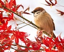 ご希望の写真を提供します 動物、風景、花火など、多種多様にご用意しております。 イメージ2