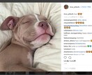 Instagramであなたの写真・動画を投稿します フォロワー200千人!犬テーマのインスタグラムPRにオススメ イメージ2