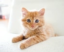 愛猫飼育スペシャリストが猫の疑問にお答えします 猫との生活で気になることなどニャンでもご相談ください⭐︎ イメージ5