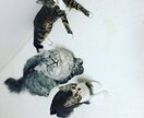 猫ちゃん好き必見！猫全般の記事作成、又は助言します 動物看護士視点から見る、猫と一緒に快適な生活を送りたい方へ イメージ3