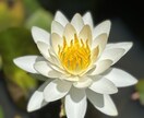 事前ヒアリングでギュッと濃縮してお伝えします ※ご購入前にDMでご相談内容をお伝えください※ イメージ3