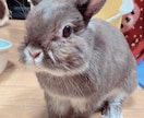 女性限定　心のお悩みお聴きします ここでは主に心のお悩みを伺います。他のお話もお気軽に。♪ イメージ3