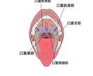 医学的知識に基づき様々な解剖学イラストを描きます テキスト・教本納品実績あり！商用OK！ イメージ7