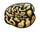 動物を可愛く、かっこよくイラスト化します ポップ調のかわいい・カッコいい動物イラストをお届けします イメージ2