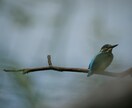 自然写真、野生動物の写真などを提供できます 自然や動物の写真に特化した素材提供 イメージ3