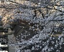 家庭菜園のアドバイスします 趣味の家庭菜園で覚えた事を活かします！ イメージ1