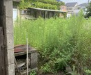 空き家の庭掃除！除草、庭木の剪定します 実家が！転勤で持ち家が！苦情が！を解決します。 イメージ7