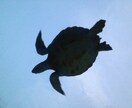 水族館で働きたい人！就職のコツ教えます イルカのトレーニング方法の秘密も、教えちゃうよ！ イメージ3