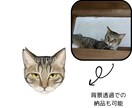 リアルかわいい猫ちゃんの正面似顔絵を描きます アイコンや記念日、愛猫との思い出を残したい方に イメージ4