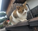 心に関する悩み愚痴、なんでもお聴きします 気軽に心を軽くしてみませんか？生きるを応援します。 イメージ1
