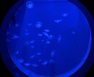 貴方のお悩み解決します 霊感霊視、チャネリングを使って占います。 イメージ1