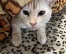 お悩みや恋愛相談、暇な時の話し相手になります なんでもお気軽に話してください！ イメージ1