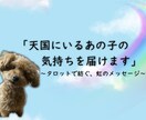 天国のペットからお手紙を届けます 今、あの子が何を感じているのかを、潜在意識から届けます。 イメージ1